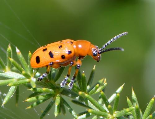 Réf. 281 620 : Crioceris duodecimpunctata